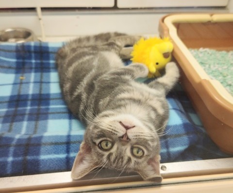 アメリカンショートヘア