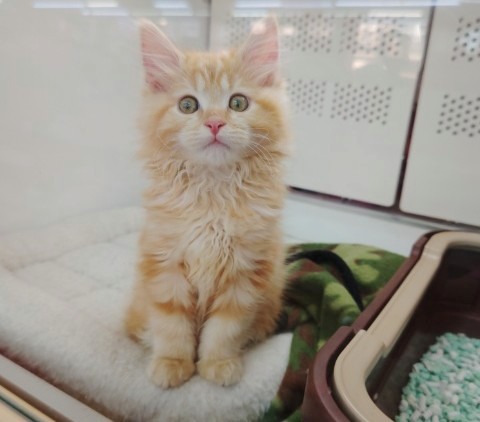 アメリカンカール