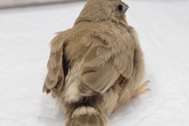 錦花鳥（キンカチョウ）