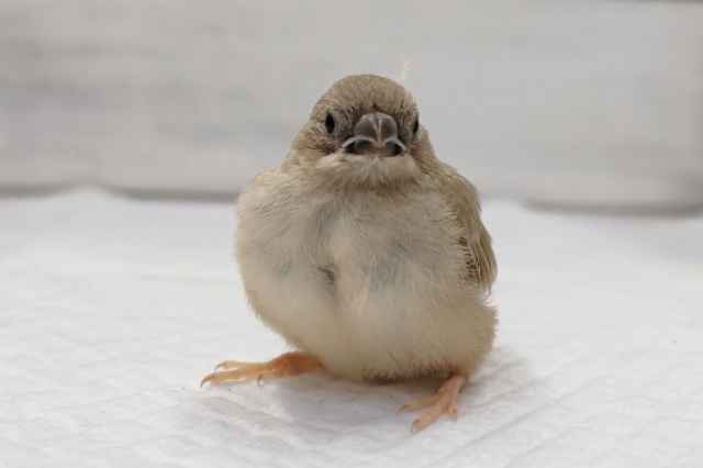 錦花鳥（キンカチョウ）