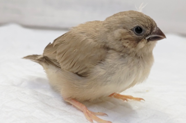 錦花鳥（キンカチョウ）