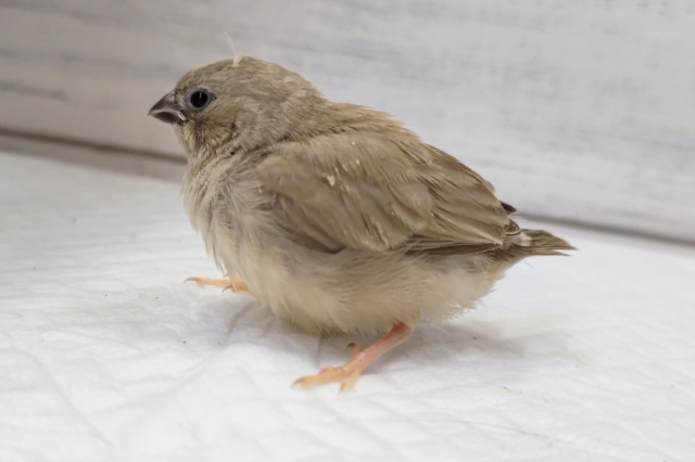 錦花鳥（キンカチョウ）