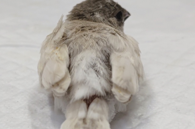 錦花鳥（キンカチョウ）