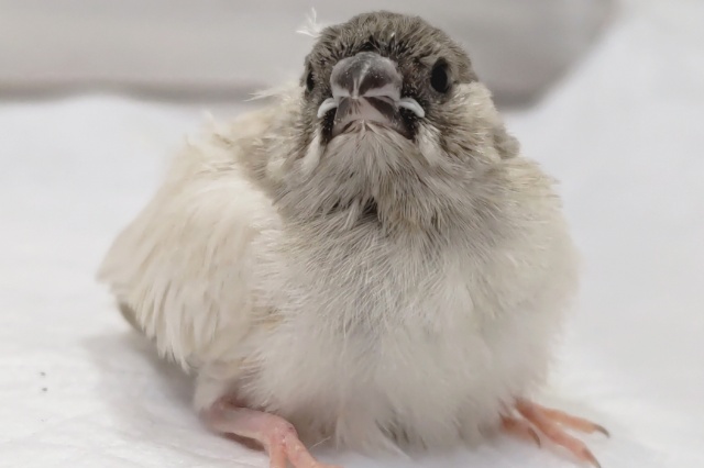 錦花鳥（キンカチョウ）