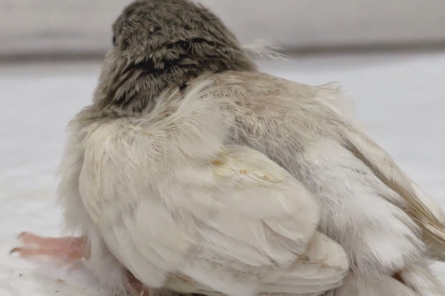 錦花鳥（キンカチョウ）