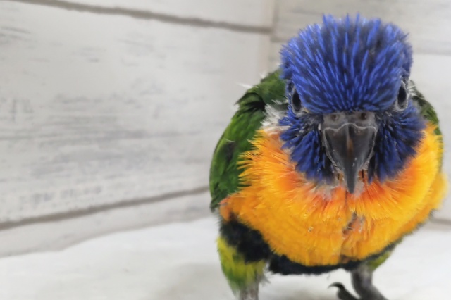 アカエリゴシキセイガイインコ