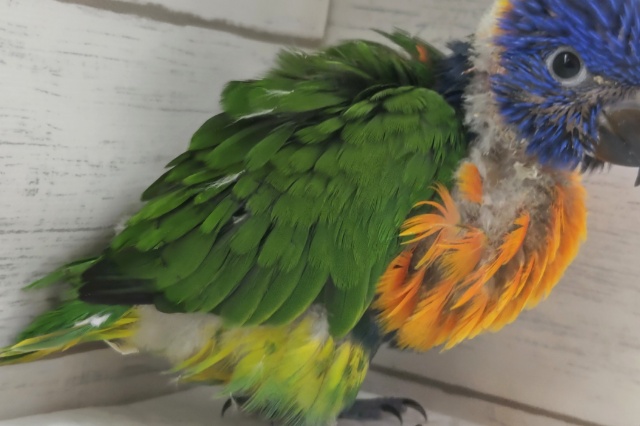 アカエリゴシキセイガイインコ