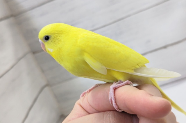 セキセイインコ