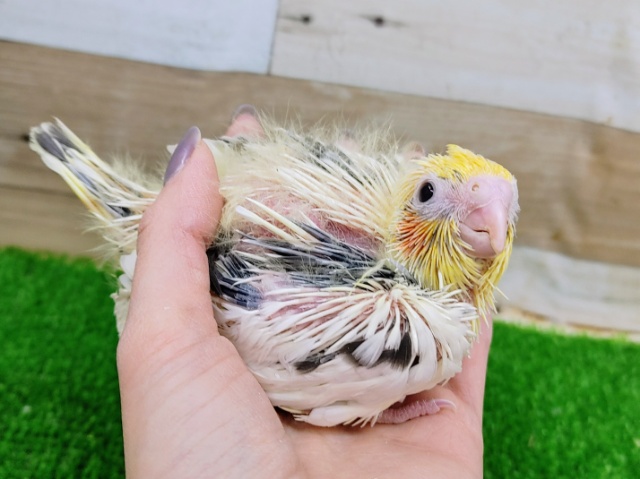 オカメインコ