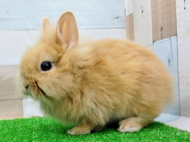 ライオンラビット