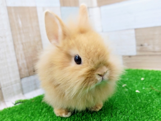 ライオンラビット