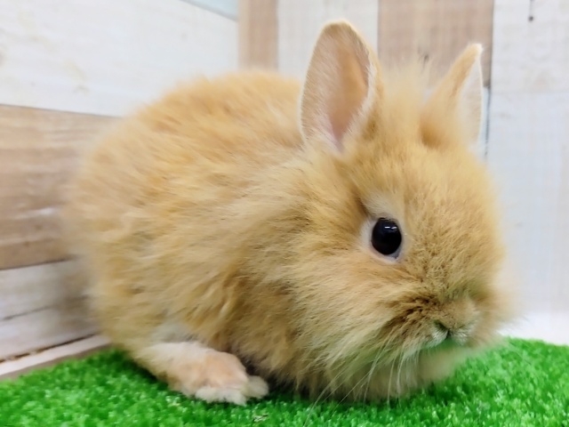 ライオンラビット