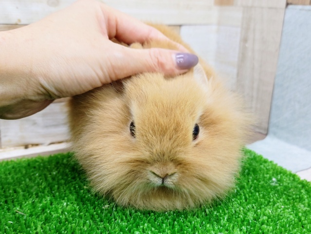 ライオンラビット