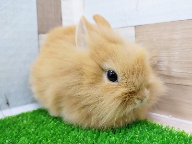 ライオンラビット