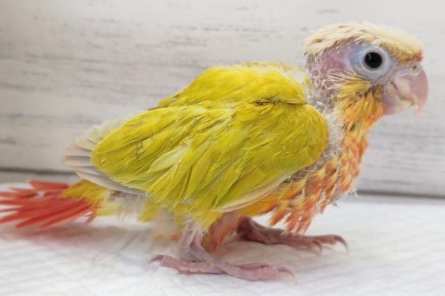 ホオミドリウロコインコ