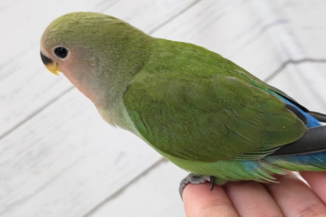 コザクラインコ（小桜インコ）
