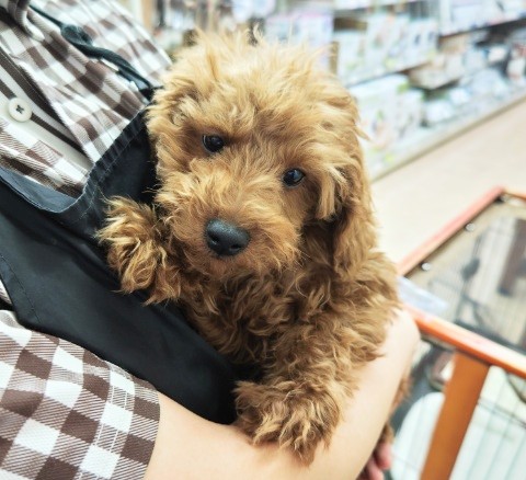 トイプードル