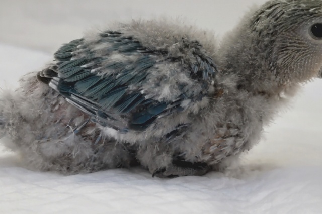 コザクラインコ（小桜インコ）