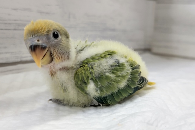 コザクラインコ（小桜インコ）