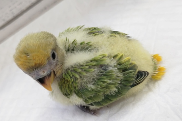 コザクラインコ（小桜インコ）