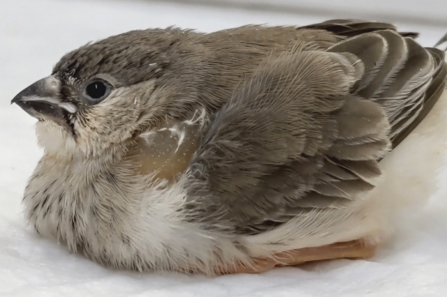 錦花鳥（キンカチョウ）