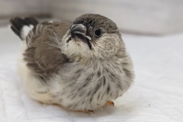 錦花鳥（キンカチョウ）