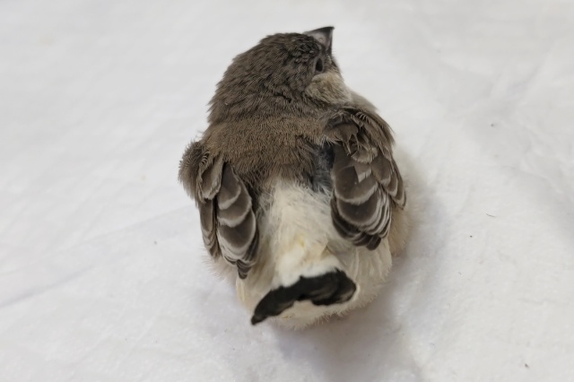 錦花鳥（キンカチョウ）