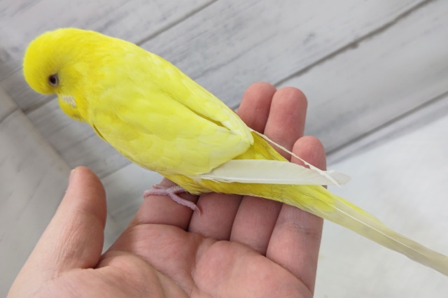 ジャンボセキセイインコ