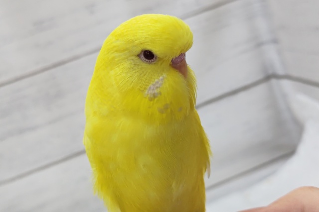 ジャンボセキセイインコ
