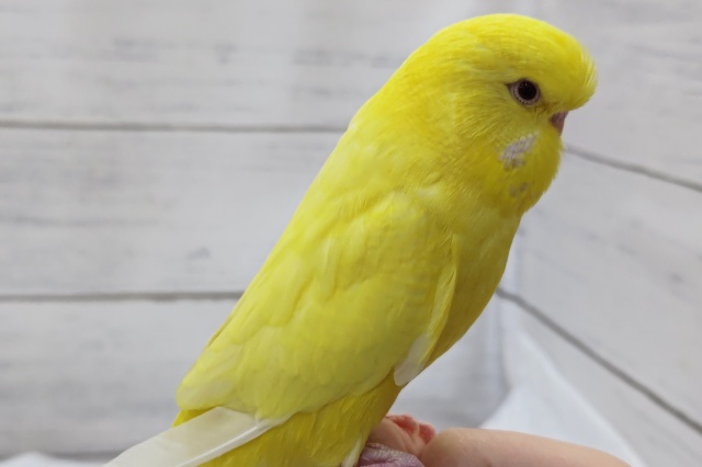 ジャンボセキセイインコ