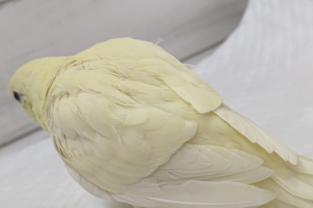 サザナミインコ