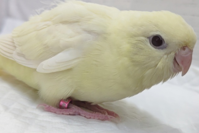 サザナミインコ