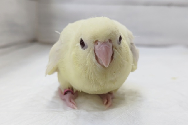 サザナミインコ