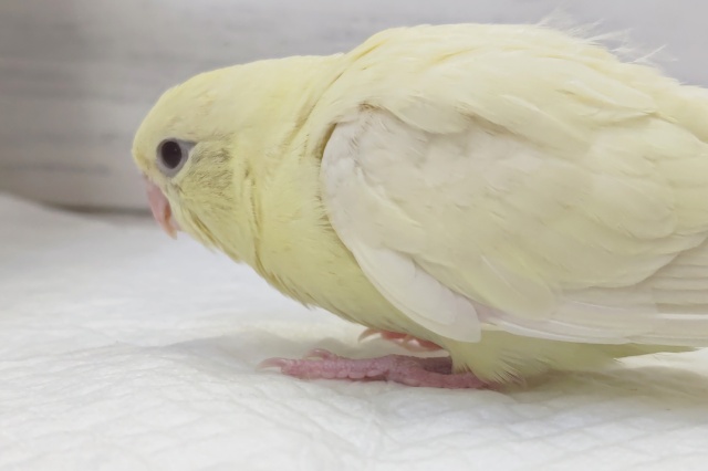 サザナミインコ