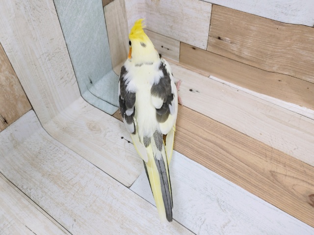 オカメインコ