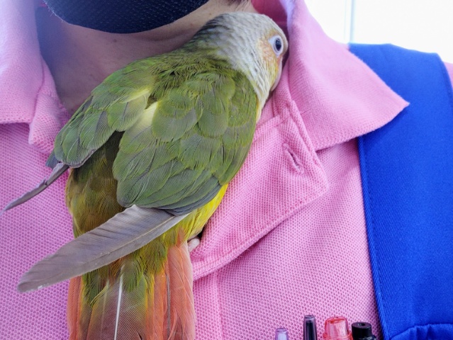 ホオミドリウロコインコ