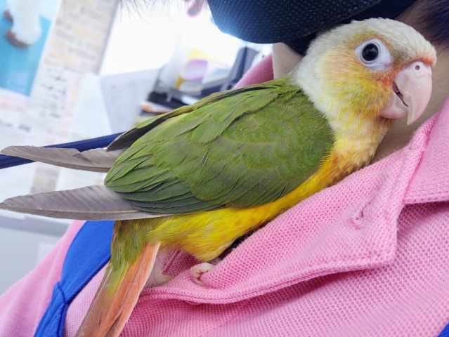 ホオミドリウロコインコ