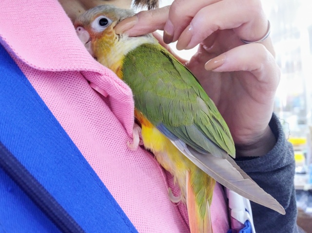 ホオミドリウロコインコ