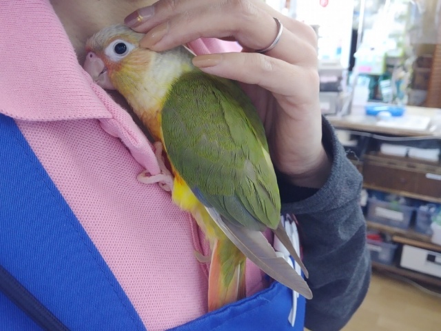 ホオミドリウロコインコ