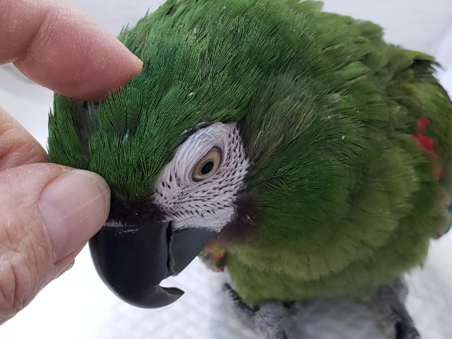 ヒメコンゴウインコ