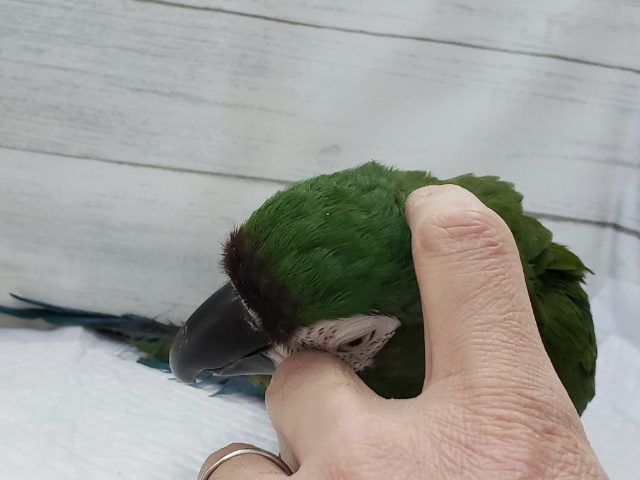 ヒメコンゴウインコ