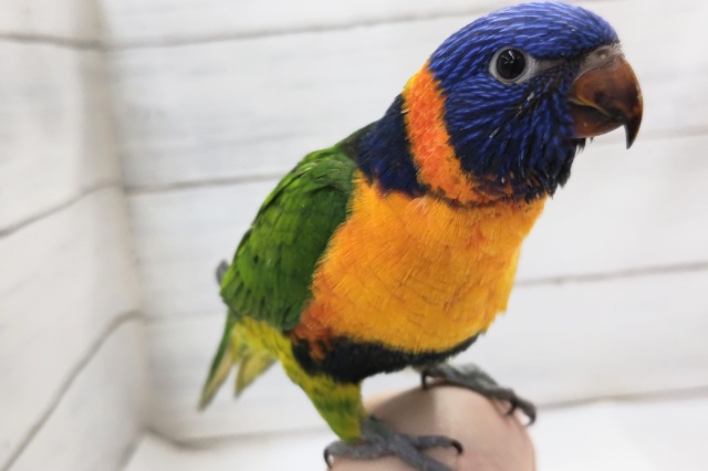 アカエリゴシキセイガイインコ