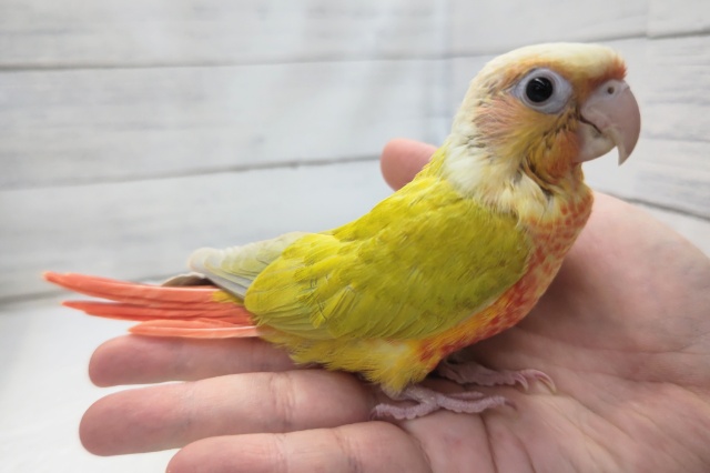 ホオミドリウロコインコ