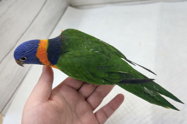 アカエリゴシキセイガイインコ