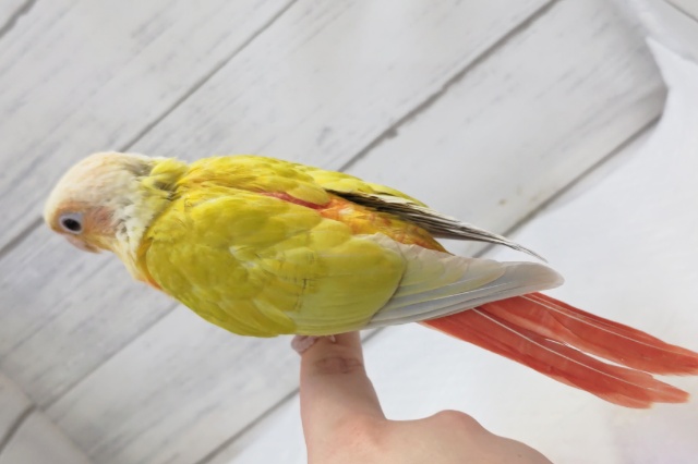 ホオミドリウロコインコ