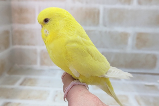 ジャンボセキセイインコ