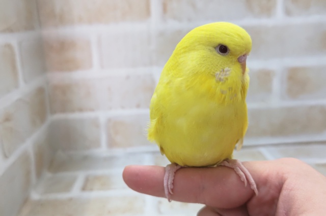 ジャンボセキセイインコ