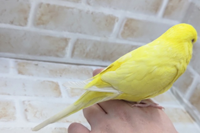 ジャンボセキセイインコ