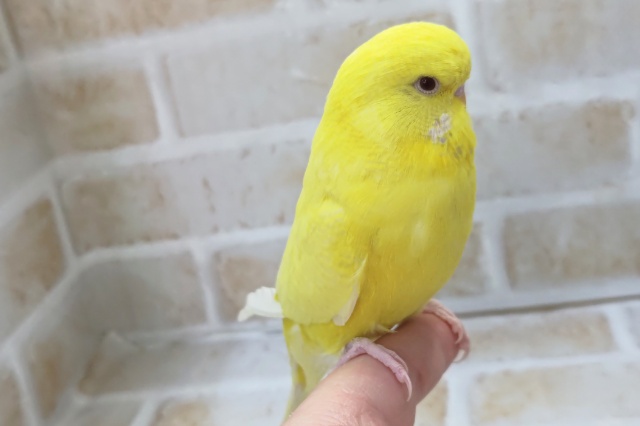 ジャンボセキセイインコ