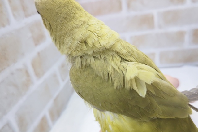 オキナインコ